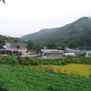 리찌