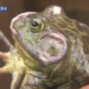 황소-유토피아 이미지