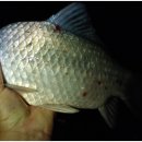 삼성지낚시터 이미지