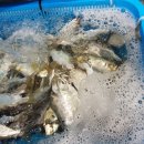 고래의 꿈 민박 네이버블로그