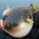 복어 독, 암 그리고 금단증상 이미지