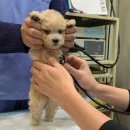 사하동물병원 이미지