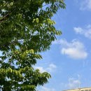 행신나루공원 | 일산에서 가장 가까운 한강, 난지한강공원 6월 초 피크닉 후기