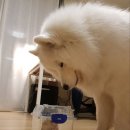 뽀솜이 이미지