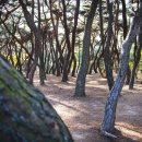 배동삼릉 이미지