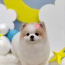 그루밍 애견미용 이미지