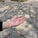 도심속 숲길 | 공덕 경의선숲길 벚꽃길, 서울 도심 속 벚꽃 터널 실시간 4월 10일 후기