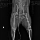 금빛동물병원 이미지