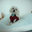 멍칫 | 구로 강아지 케이크 멍칫 수제 간식