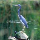 little blue heron 이미지