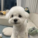 꿈꾸는 댕 이미지