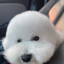 여주 멍스타 이미지