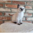 대구펫 강아지분양 고양이분양 이미지