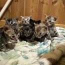 빙글뱅글캐터리 이미지