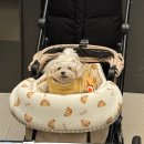 목면작은목욕탕 | 강아지귀 해줄테니까 이번달 출근 다 취소 해 주십시오