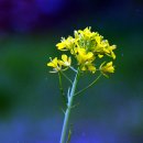 위드해지개 이미지