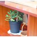 만디와산스테이 이미지