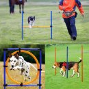 도그,위브 이미지