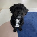 주동물병원 | 강아지 발사탕 방지템, 휴밋 릴리프 풋세럼 내돈내산 후기