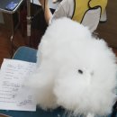 이현경애견미용학원 이미지