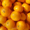 제주와요 이미지