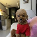 삼복이네 수제간식 | 엔젤인펫츠 부산강아지간식 수제간식 강아지간식추천