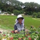 내동농장 이미지