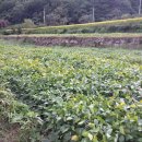 만능효소 이미지