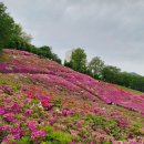 산본 철쭉동산 이미지