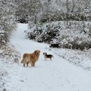 위드댕댕 이미지