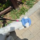 짝궁펫