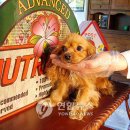 이수의과동물병원 연합뉴스