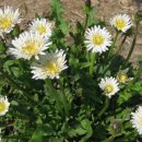 꽃민들레 이미지