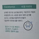 천연 공기청정 스프레이 ( 마감 ) 이미지