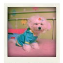 예쁜강아지 이미지