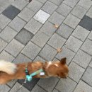 왕비세탁소 | 9월 15일부터 21일까지