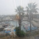 꼬망스펫 | 아가가 되어버린 장궁이🥲