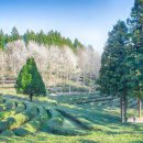 솔밭매점 이미지