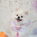 동동 애견 미용 이미지