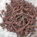 살구정이 이미지