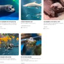 월드메디칼 | 잠실 롯데월드 아쿠아리움 할인 및 공연 시간표 보고 제대로 즐기기(주말)