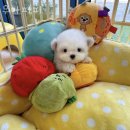 우아퍼피 | 인천 청라동 강아지분양 우아퍼피 가격 위치