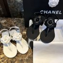 까멜리아 이미지