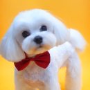 이든반려견 문화센터 이미지