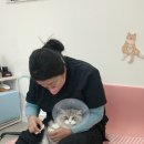 냥이 이발소 이미지