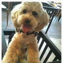 테리몽하우스 이미지