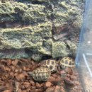 애니멀리움 이미지