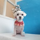 애견샵 컬리독 이미지