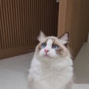 폴인캣츠 이미지