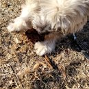 댕꼬미다 이미지